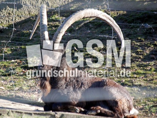 Sibirischer Steinbock.JPG